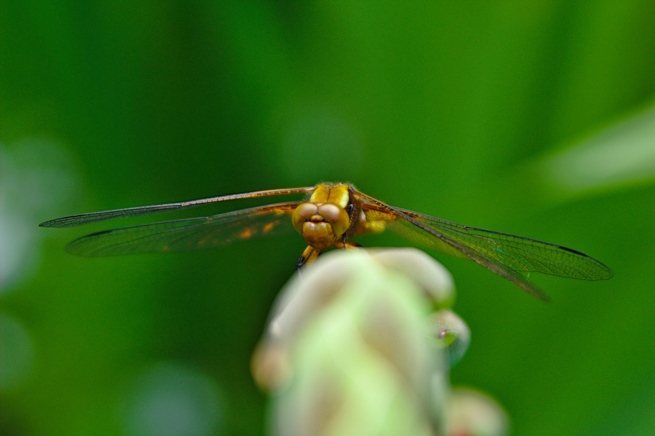 Fotowettbewerb "Schwarzwald unter der Lupe" 2018