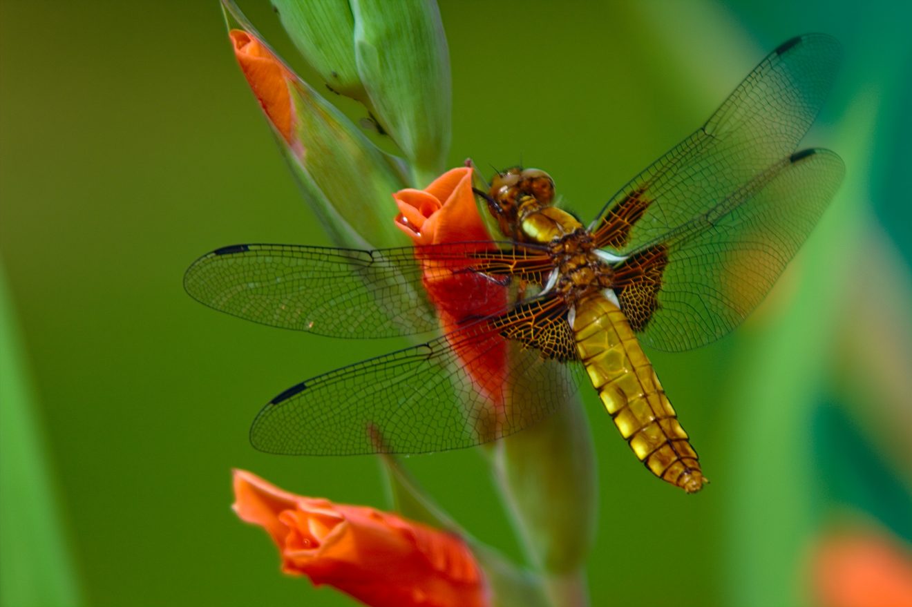 Fotowettbewerb "Schwarzwald unter der Lupe" 2018