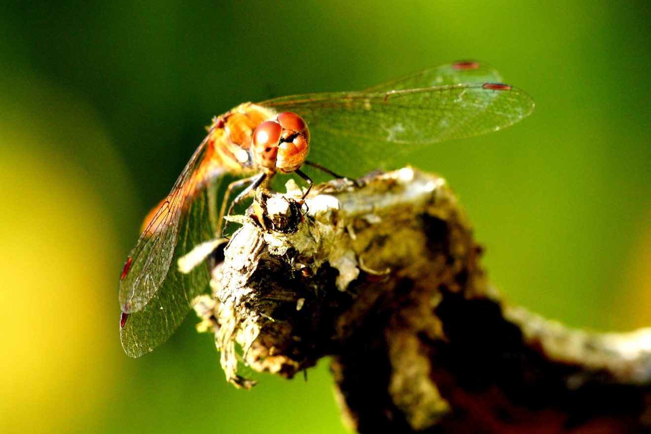 Fotowettbewerb "Schwarzwald unter der Lupe" 2018