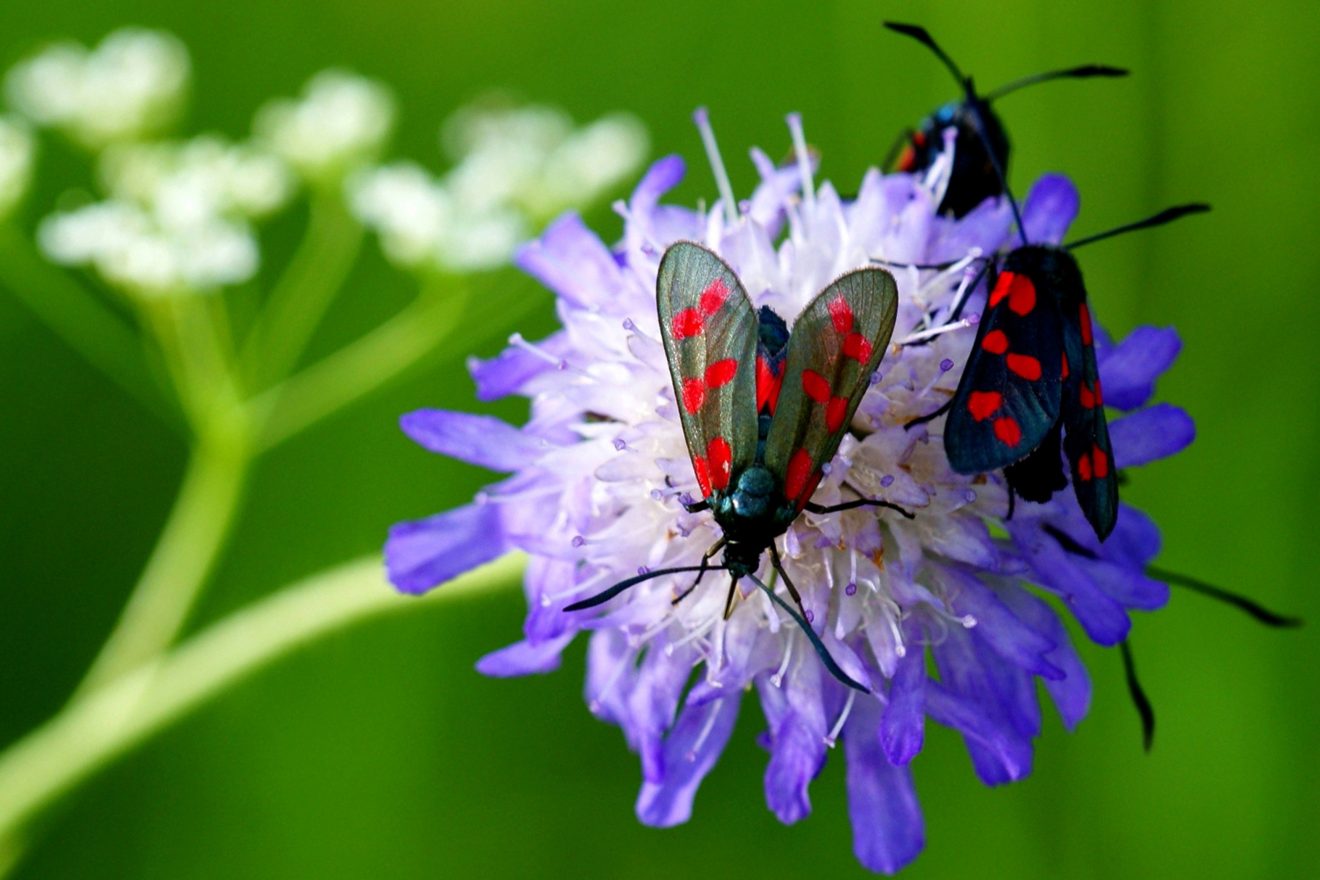 Fotowettbewerb "Schwarzwald unter der Lupe" 2018
