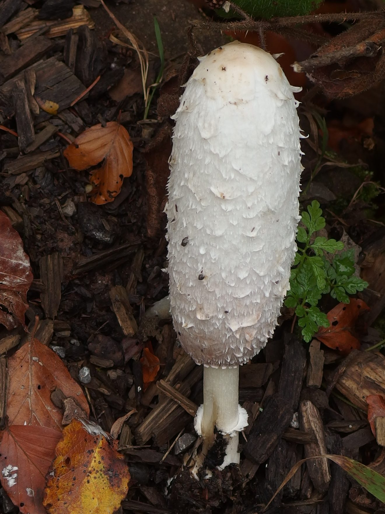 Fotowettbewerb "Schwarzwald unter der Lupe" 2018
