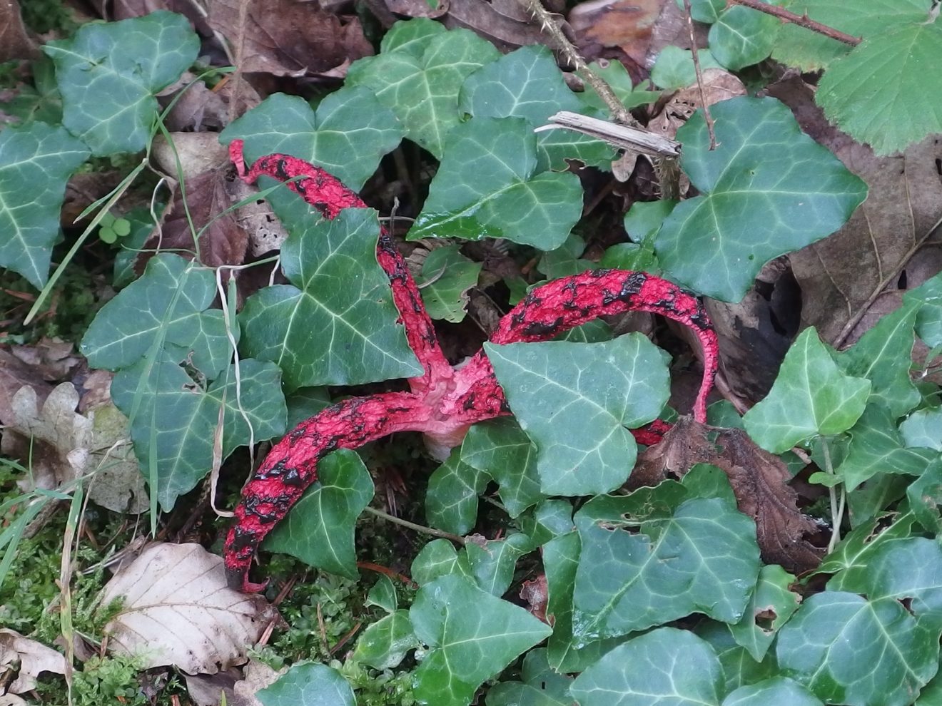 Fotowettbewerb "Schwarzwald unter der Lupe" 2018
