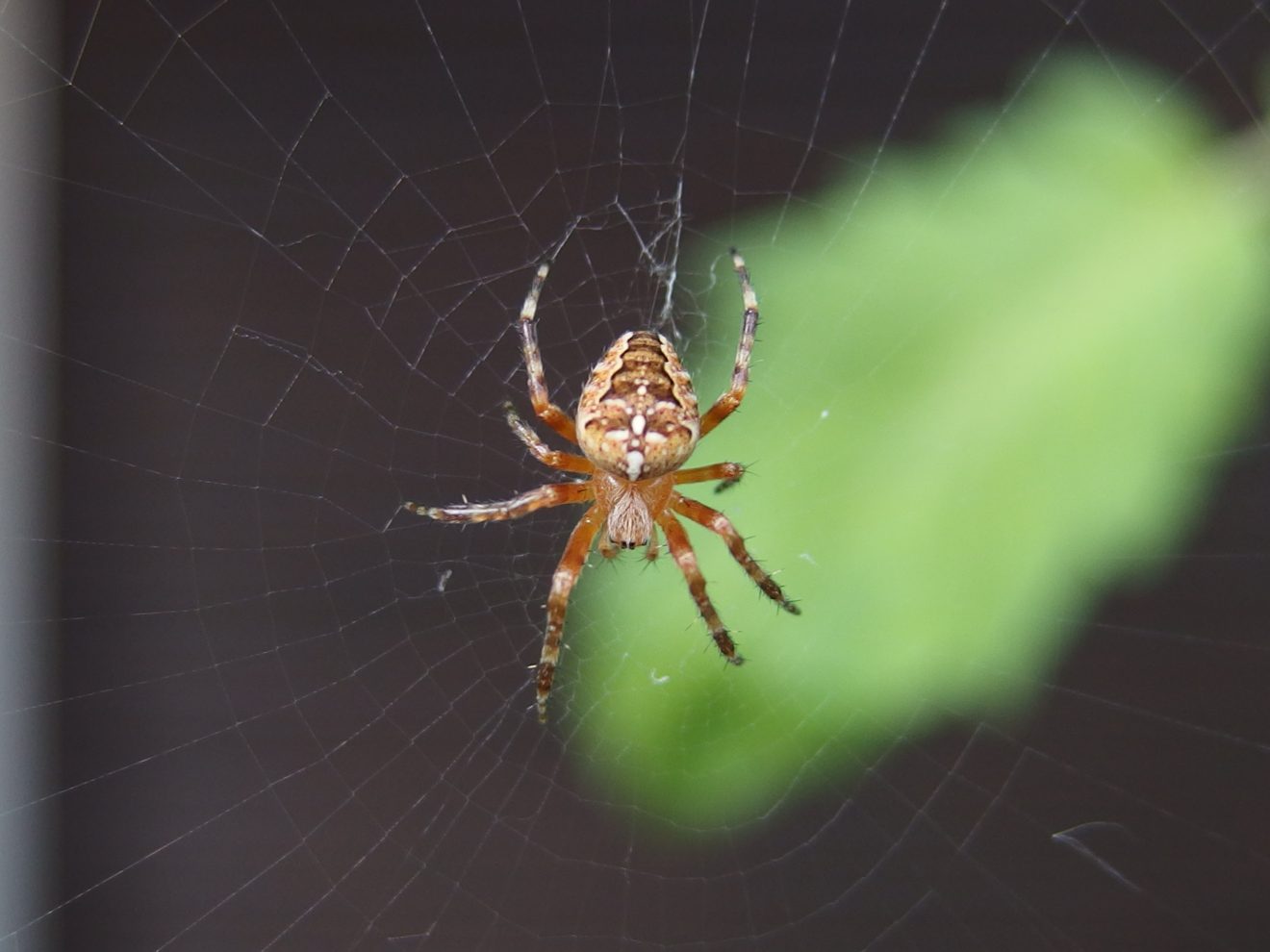 Fotowettbewerb "Schwarzwald unter der Lupe" 2018