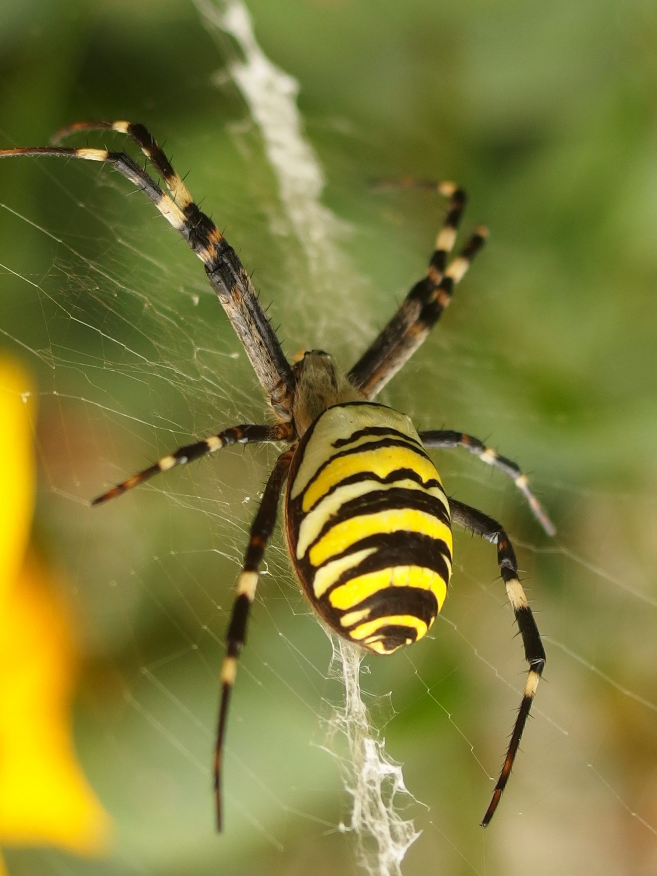 Fotowettbewerb "Schwarzwald unter der Lupe" 2018