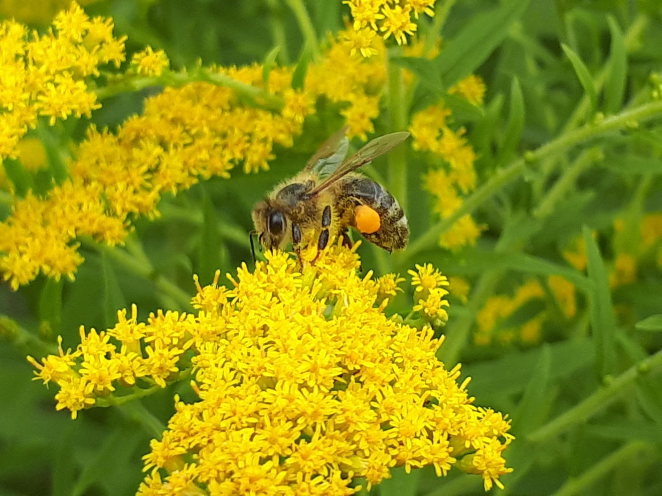 Fotowettbewerb "Schwarzwald unter der Lupe" 2018