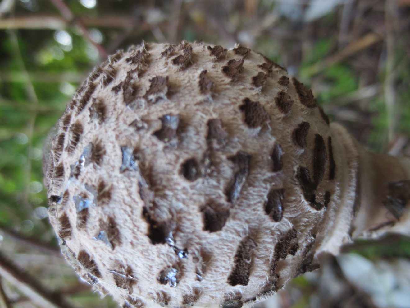 Fotowettbewerb "Schwarzwald unter der Lupe" 2018