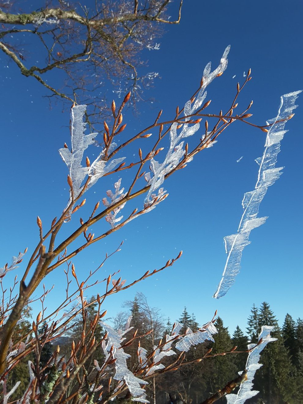 Fotowettbewerb "Schwarzwald unter der Lupe" 2018