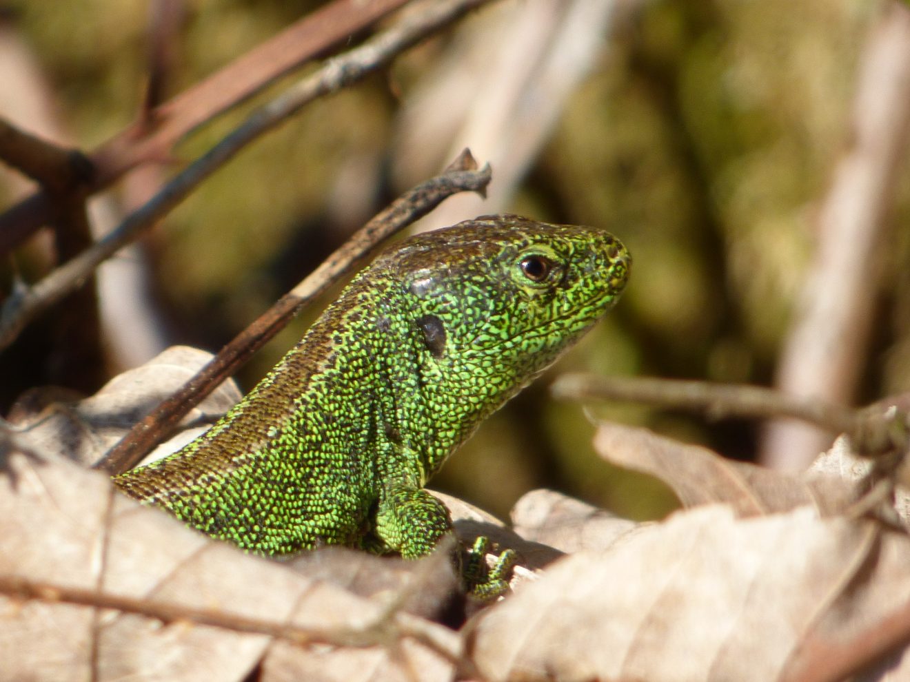 Fotowettbewerb "Schwarzwald unter der Lupe" 2018