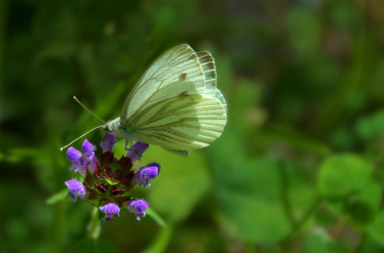 Fotowettbewerb "Schwarzwald unter der Lupe" 2018