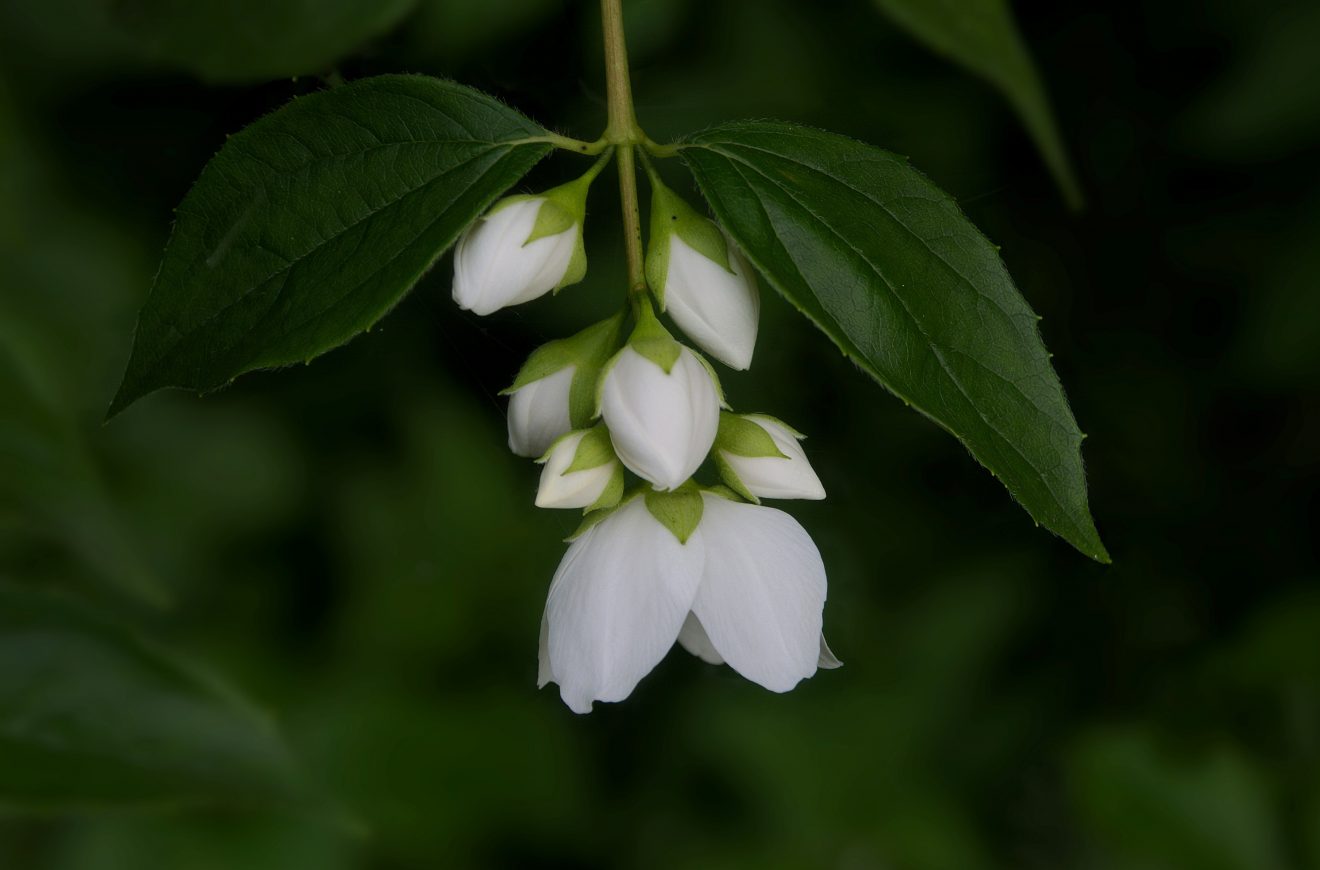 Fotowettbewerb "Schwarzwald unter der Lupe" 2018