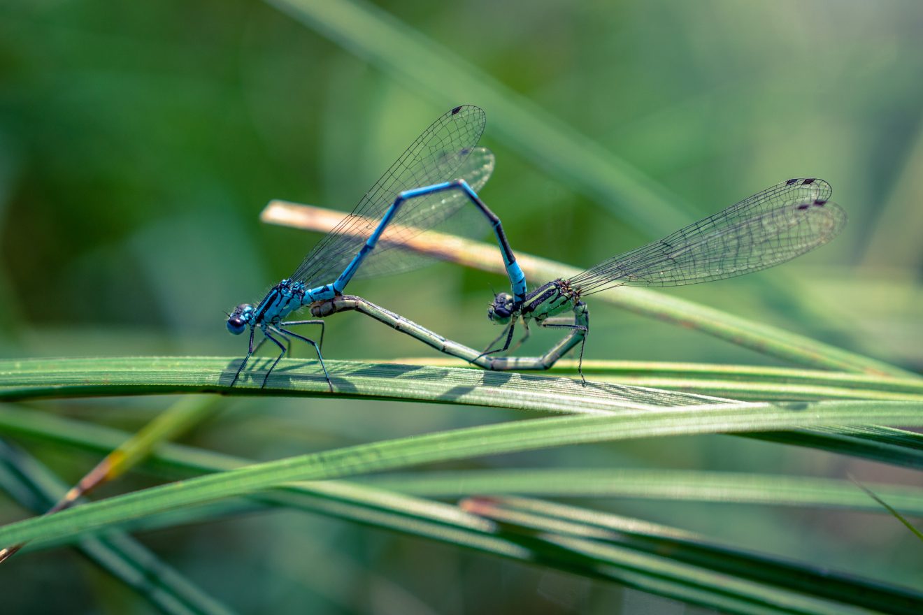 Fotowettbewerb "Schwarzwald unter der Lupe" 2018