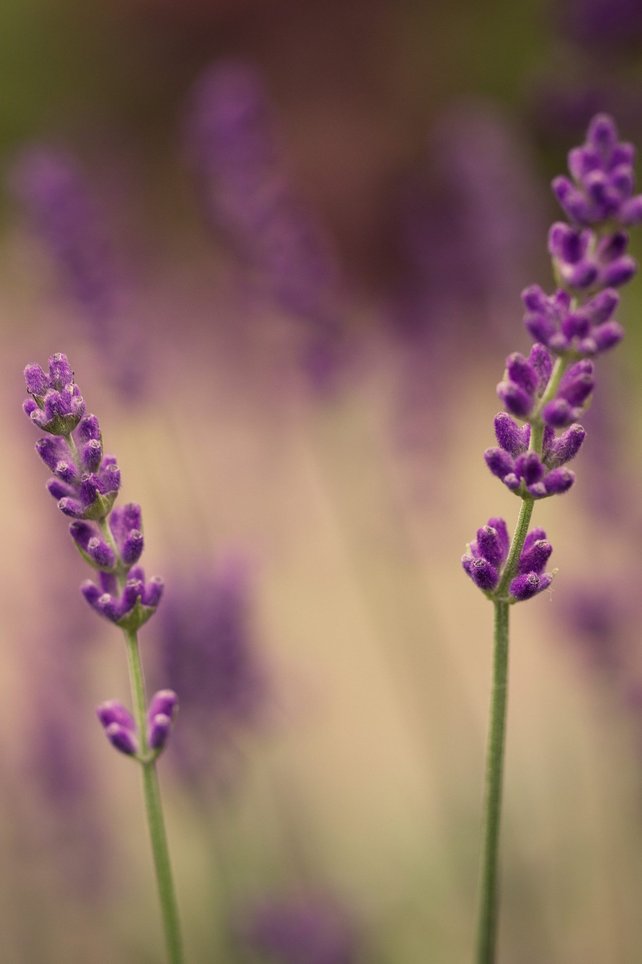 Fotowettbewerb "Schwarzwald unter der Lupe" 2018