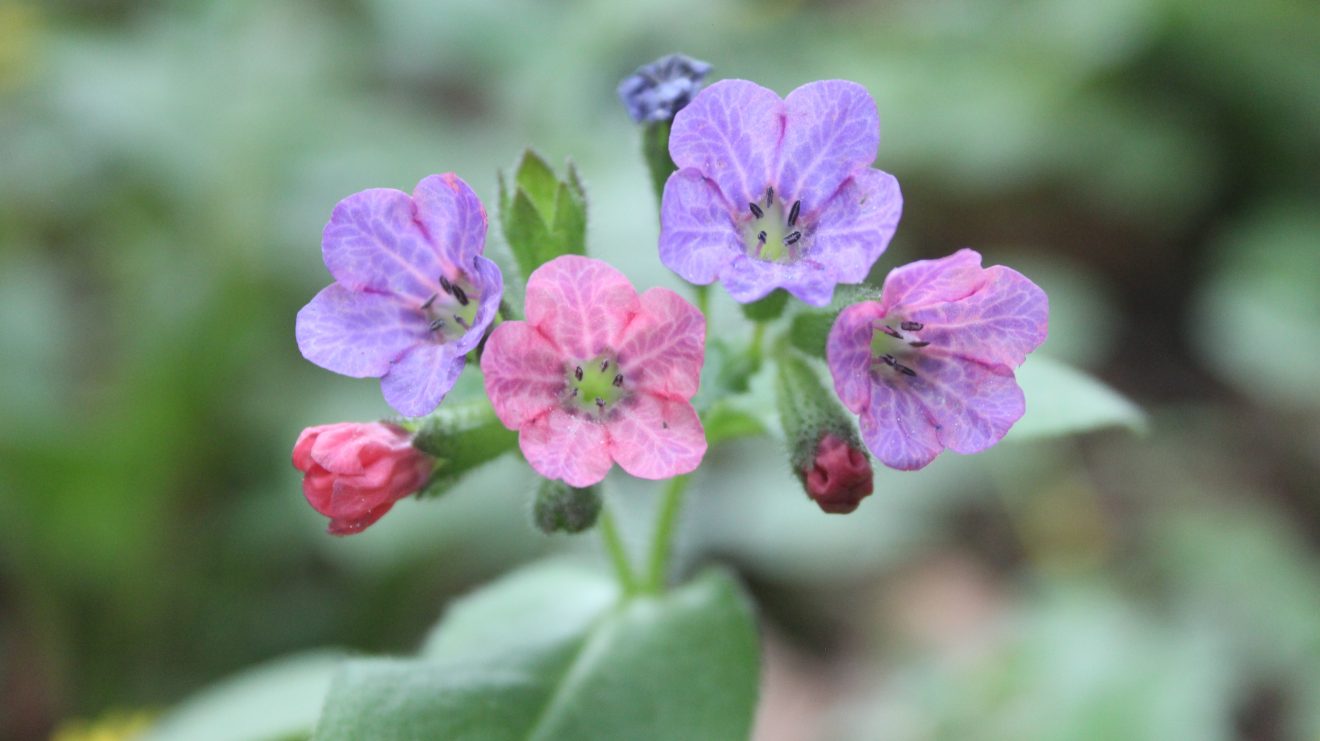 Fotowettbewerb "Schwarzwald unter der Lupe" 2018