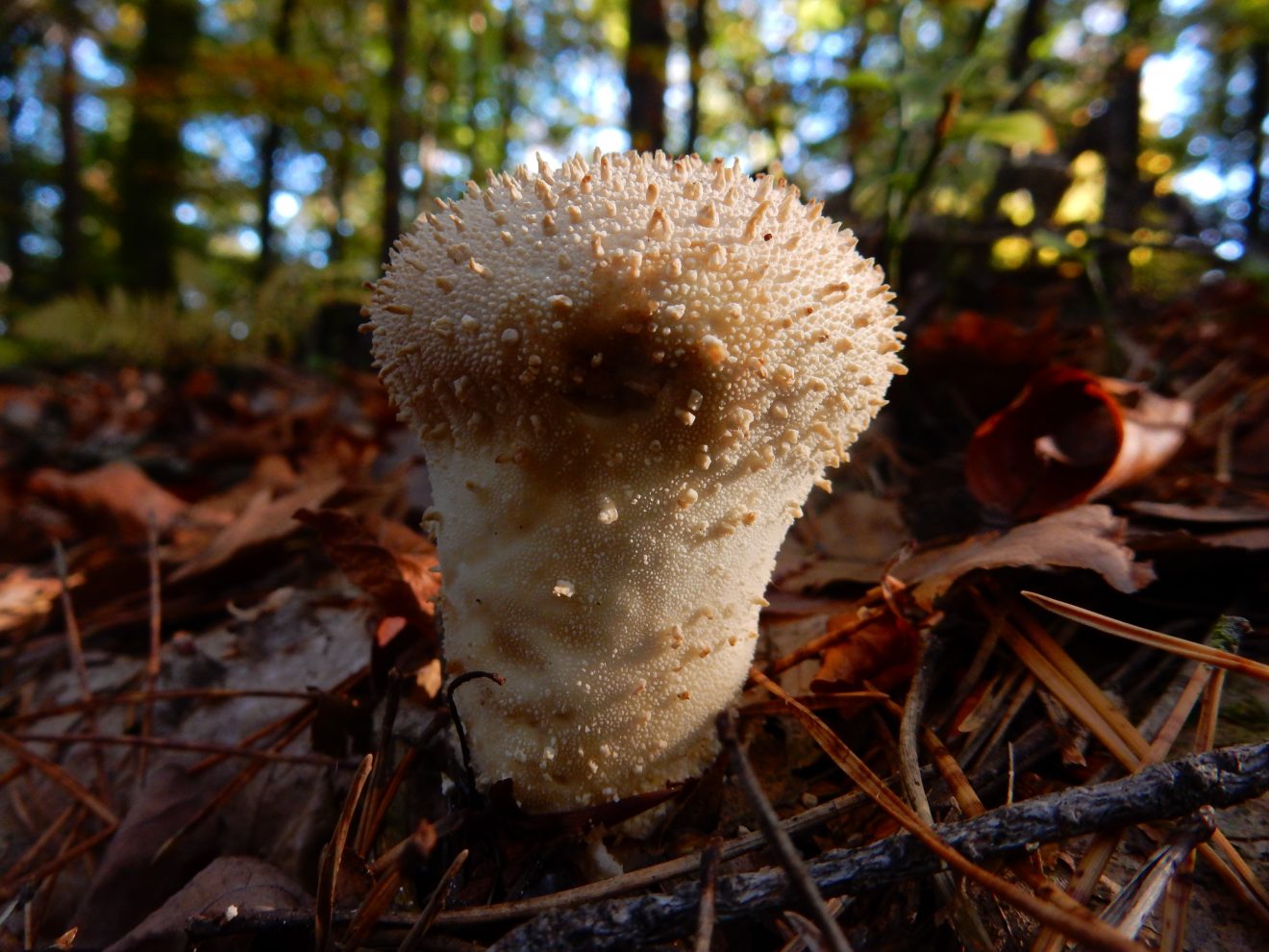 Fotowettbewerb "Schwarzwald unter der Lupe" 2018
