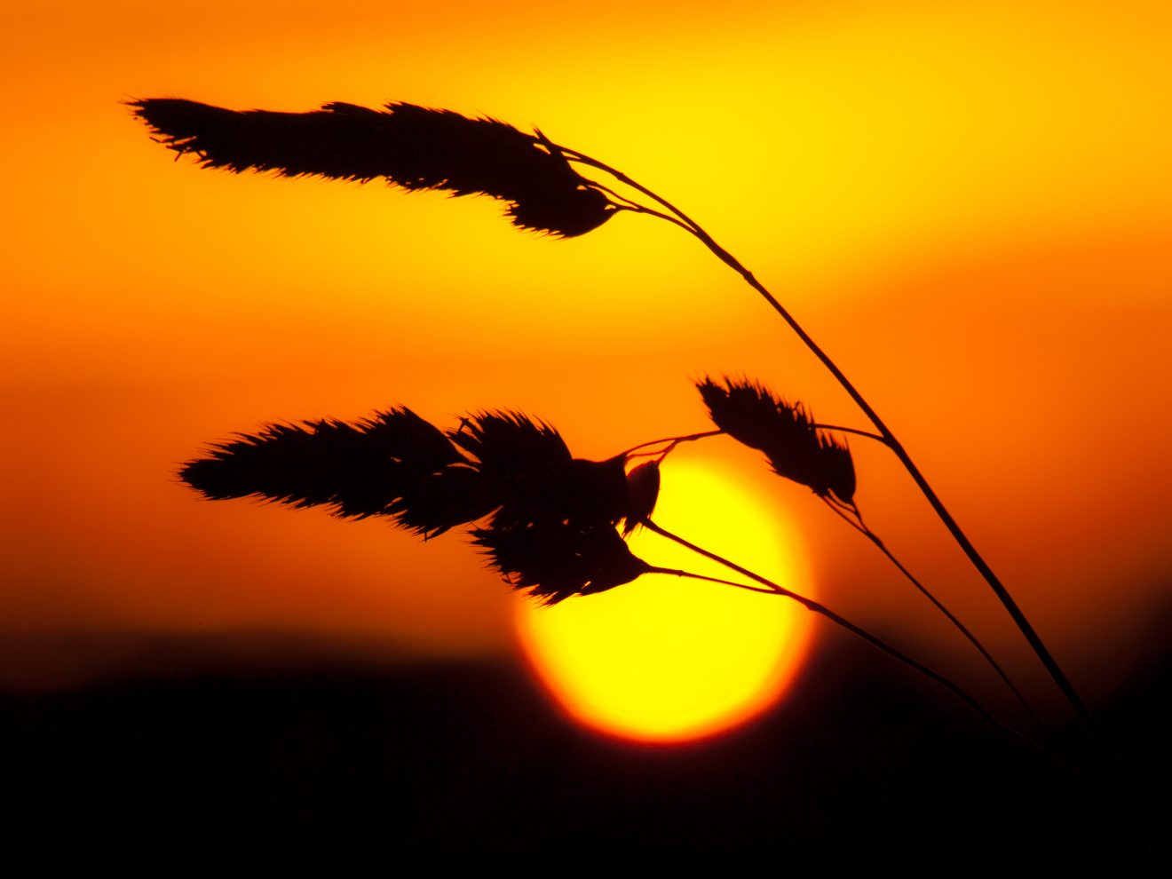 Fotowettbewerb "Schwarzwald unter der Lupe" 2018