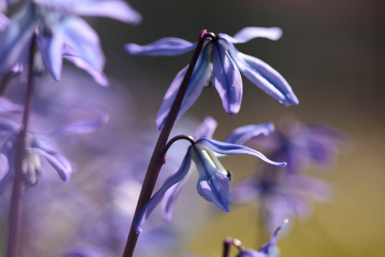 Fotowettbewerb "Schwarzwald unter der Lupe" 2018