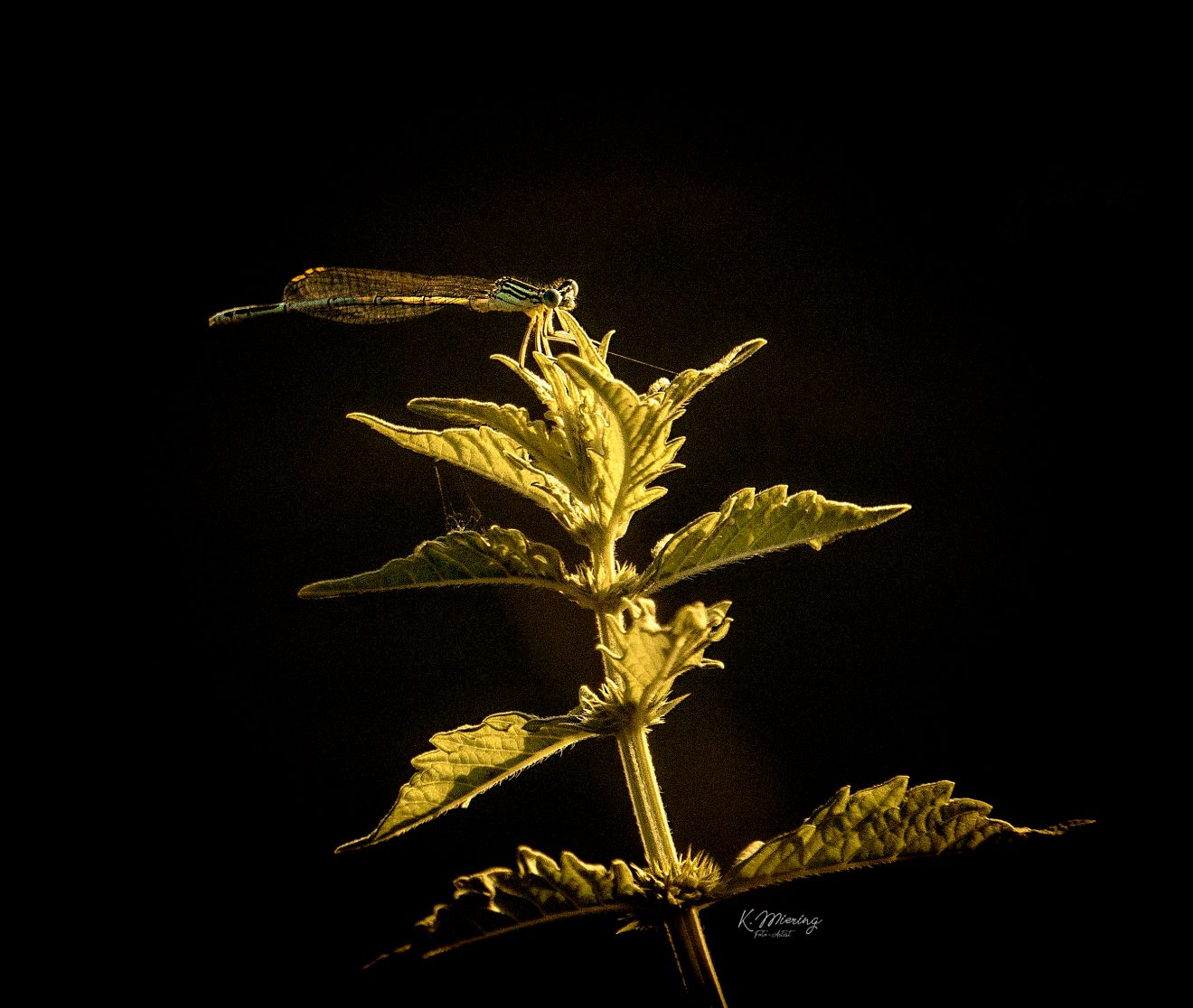 Fotowettbewerb "Schwarzwald unter der Lupe" 2018