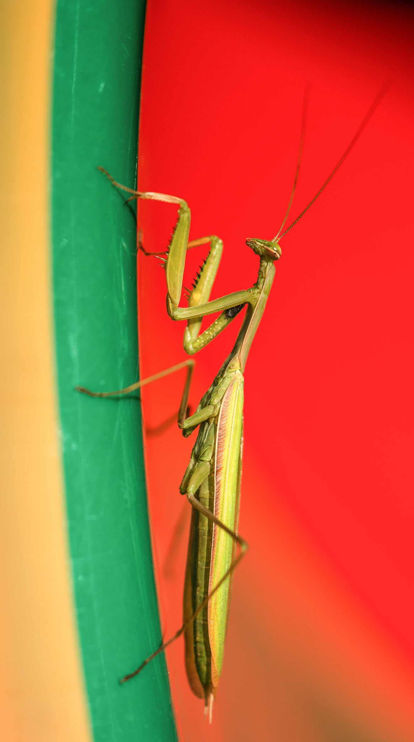 Fotowettbewerb "Schwarzwald unter der Lupe" 2018