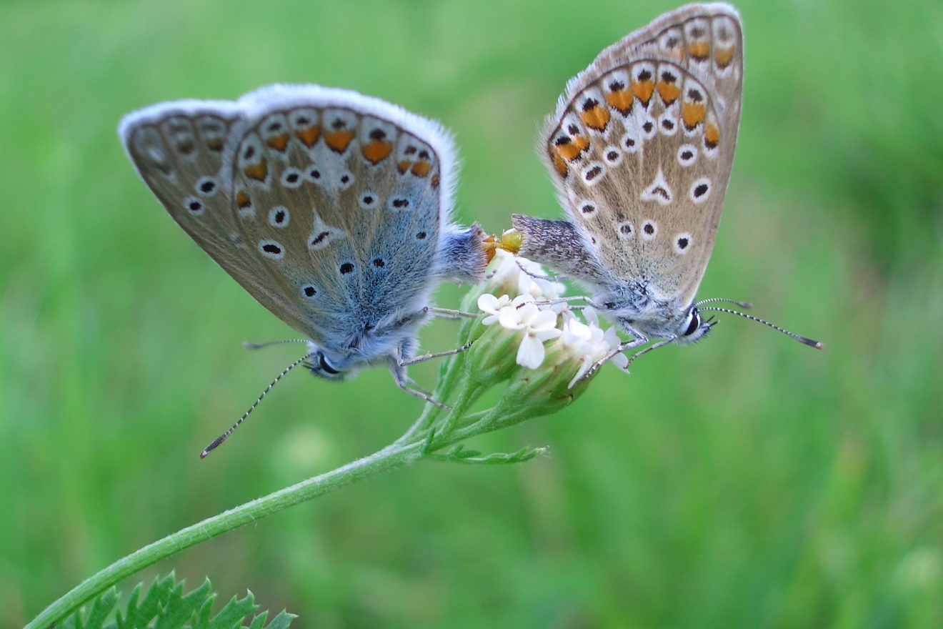 Fotowettbewerb "Schwarzwald unter der Lupe" 2018