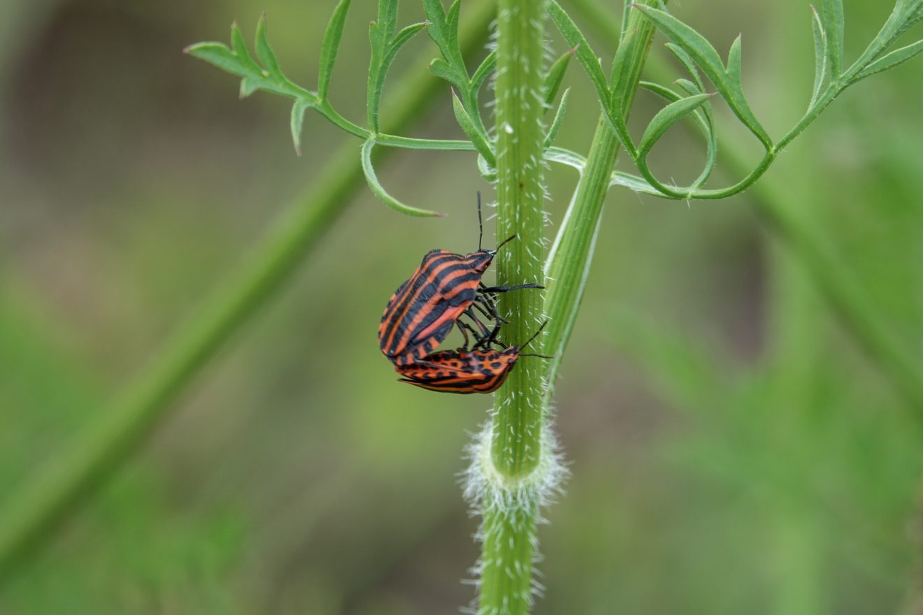 Fotowettbewerb "Schwarzwald unter der Lupe" 2018