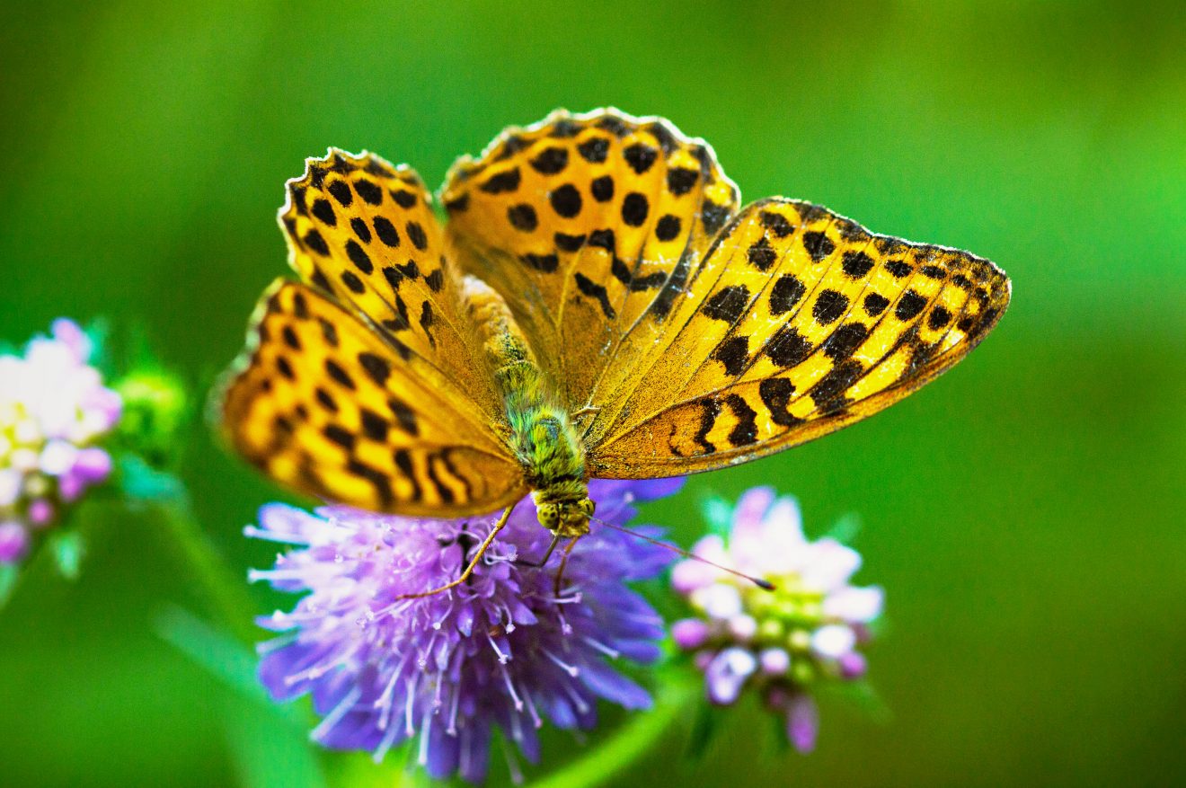 Fotowettbewerb "Schwarzwald unter der Lupe" 2018