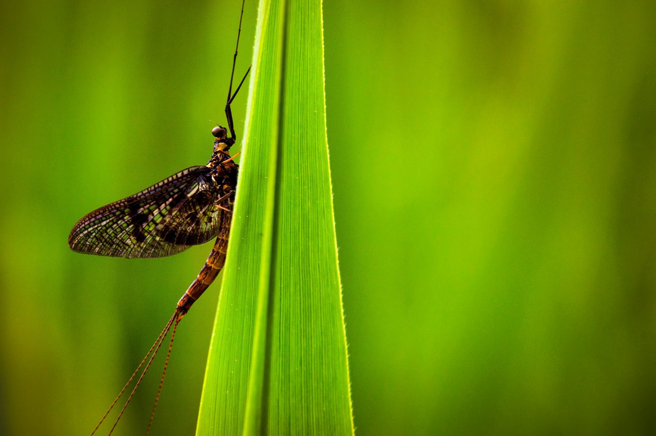 Fotowettbewerb "Schwarzwald unter der Lupe" 2018
