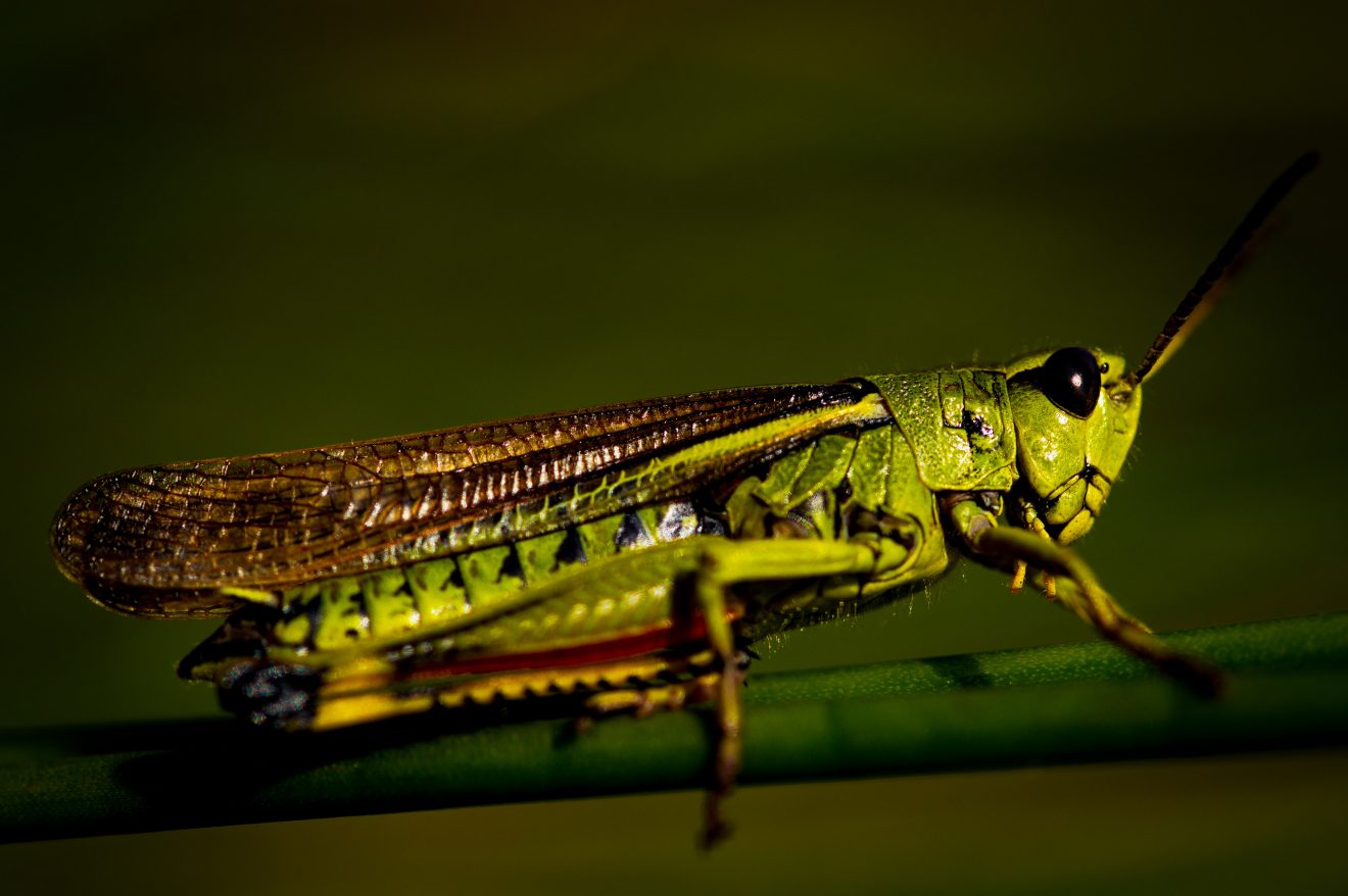 Fotowettbewerb "Schwarzwald unter der Lupe" 2018