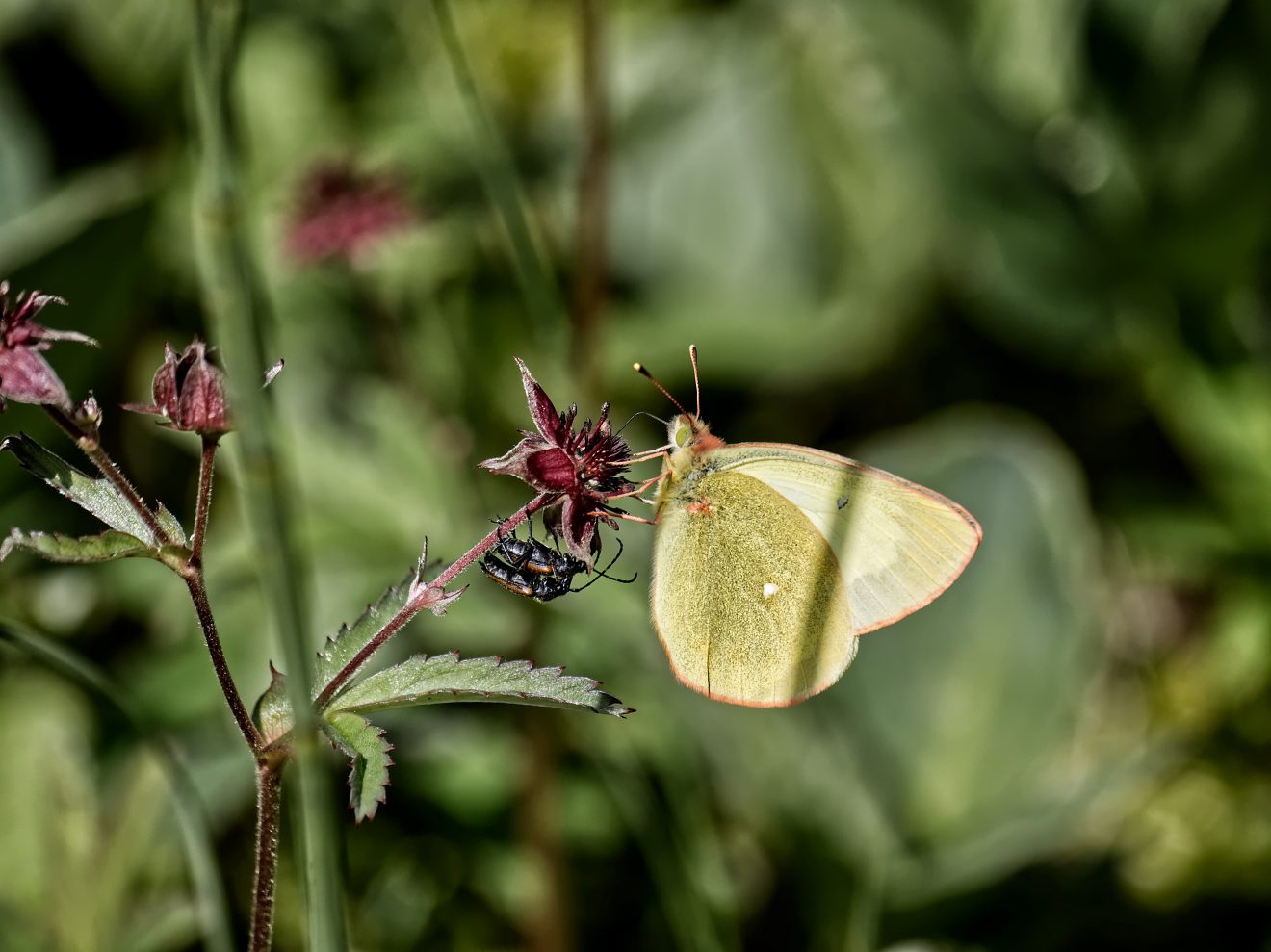 Fotowettbewerb "Schwarzwald unter der Lupe" 2018