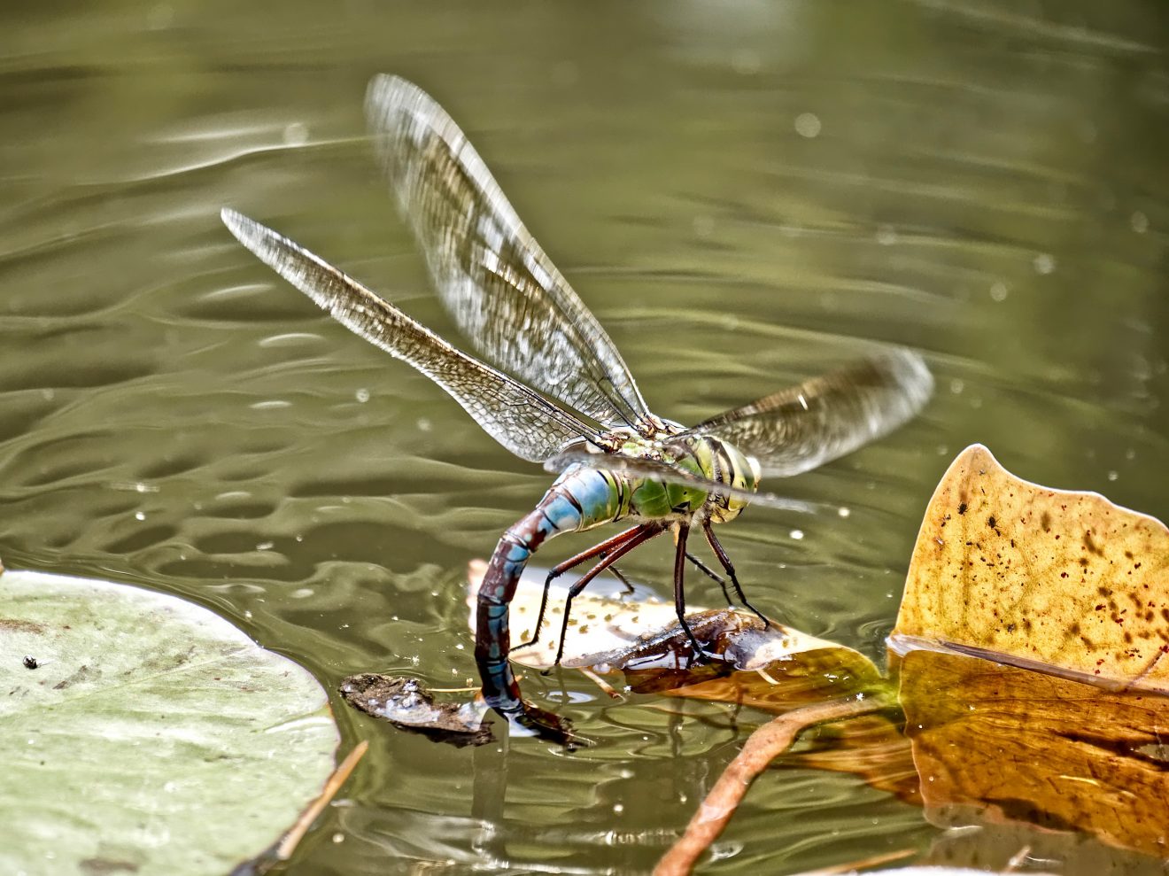 Fotowettbewerb "Schwarzwald unter der Lupe" 2018