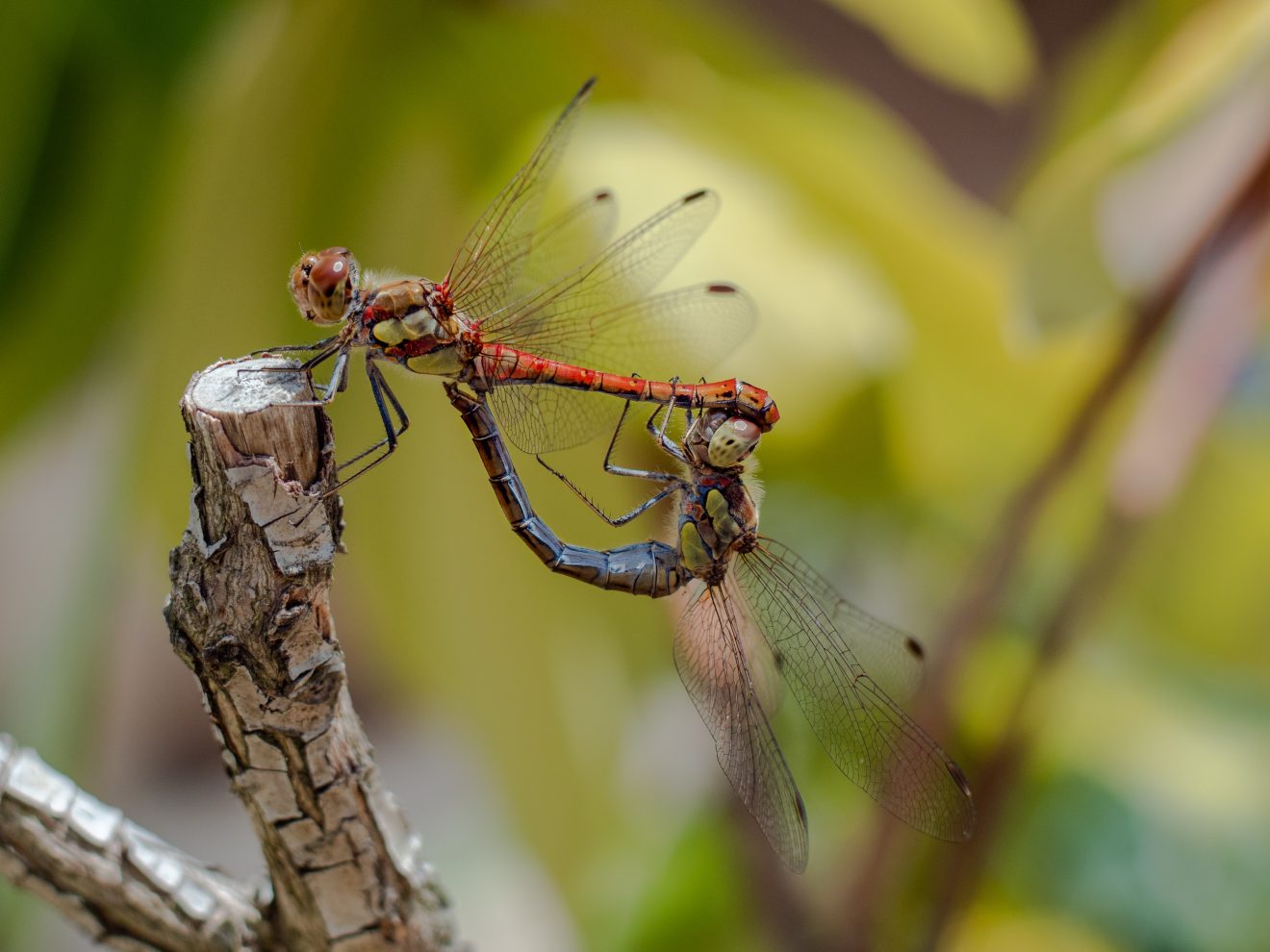 Fotowettbewerb "Schwarzwald unter der Lupe" 2018