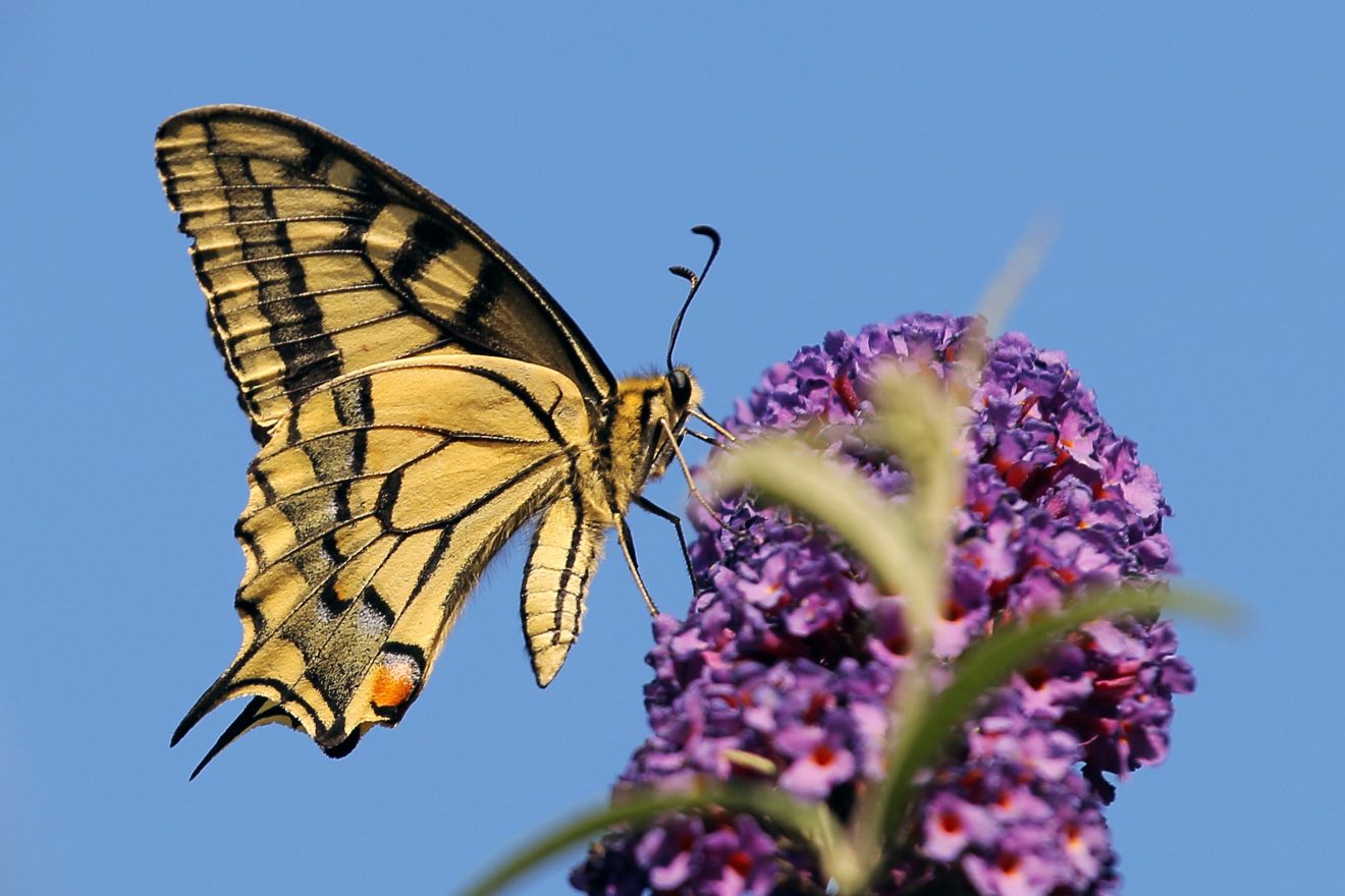 Fotowettbewerb "Schwarzwald unter der Lupe" 2018