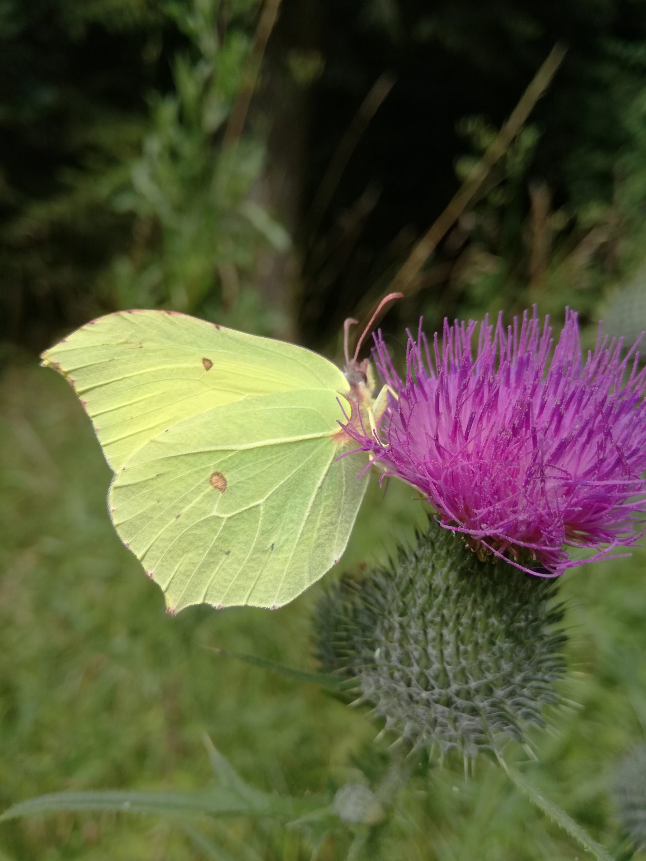 Fotowettbewerb "Schwarzwald unter der Lupe" 2018