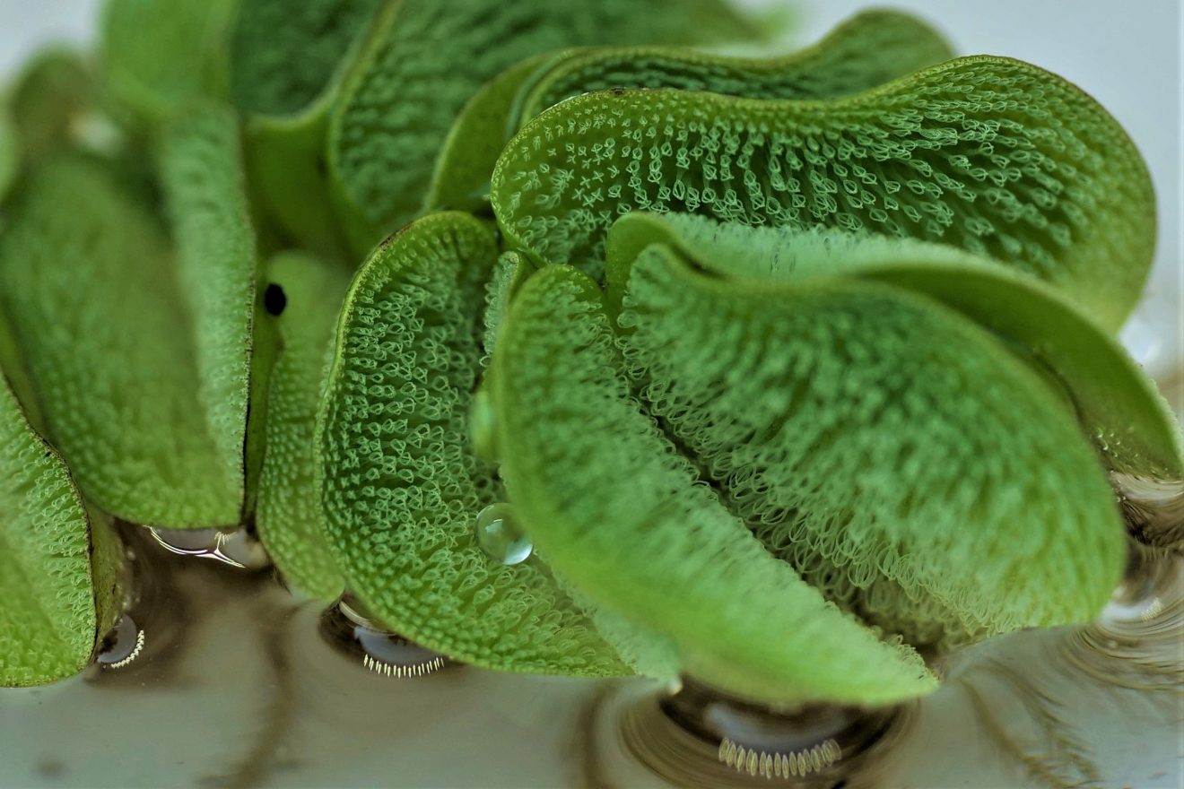 Fotowettbewerb "Schwarzwald unter der Lupe" 2018