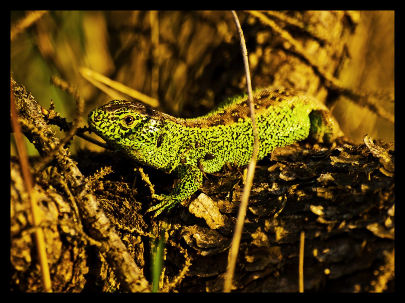 Fotowettbewerb "Schwarzwald unter der Lupe" 2018
