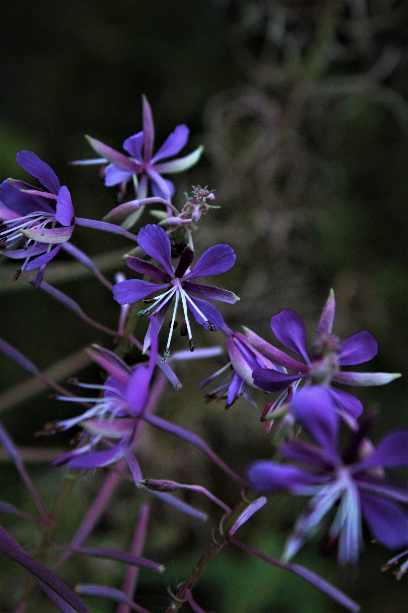 Fotowettbewerb "Schwarzwald unter der Lupe" 2018