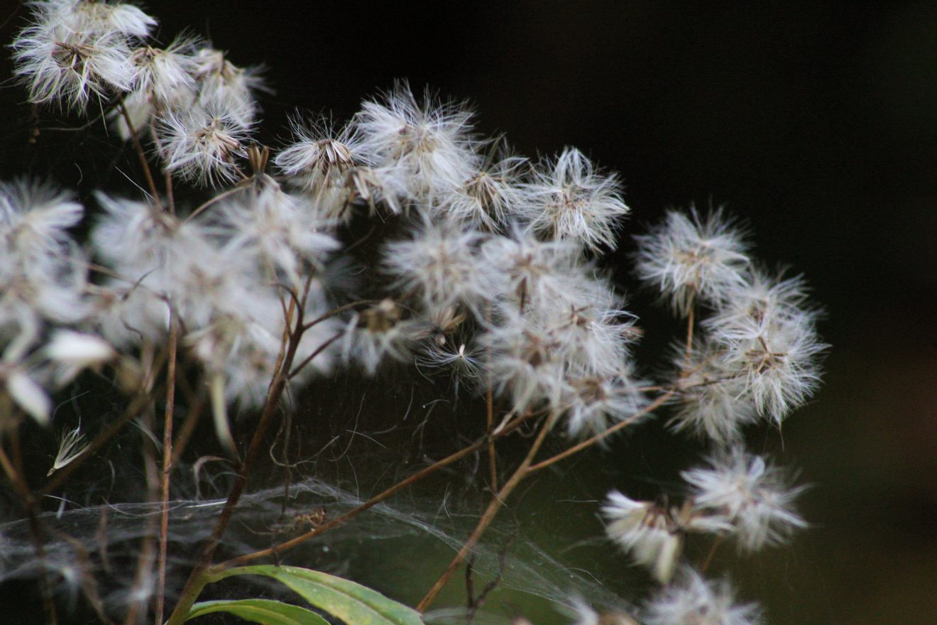 Fotowettbewerb "Schwarzwald unter der Lupe" 2018
