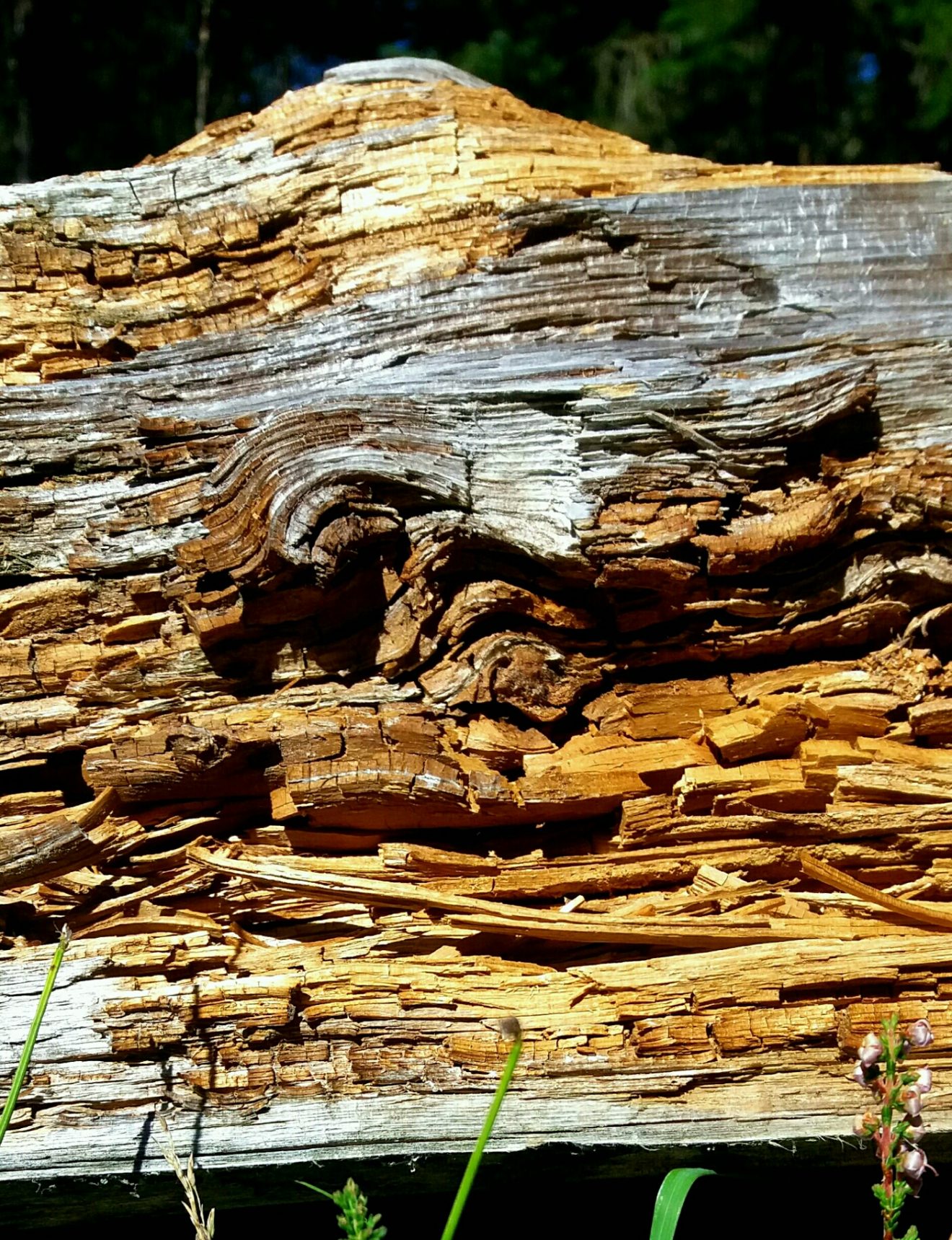 Fotowettbewerb "Schwarzwald unter der Lupe" 2018