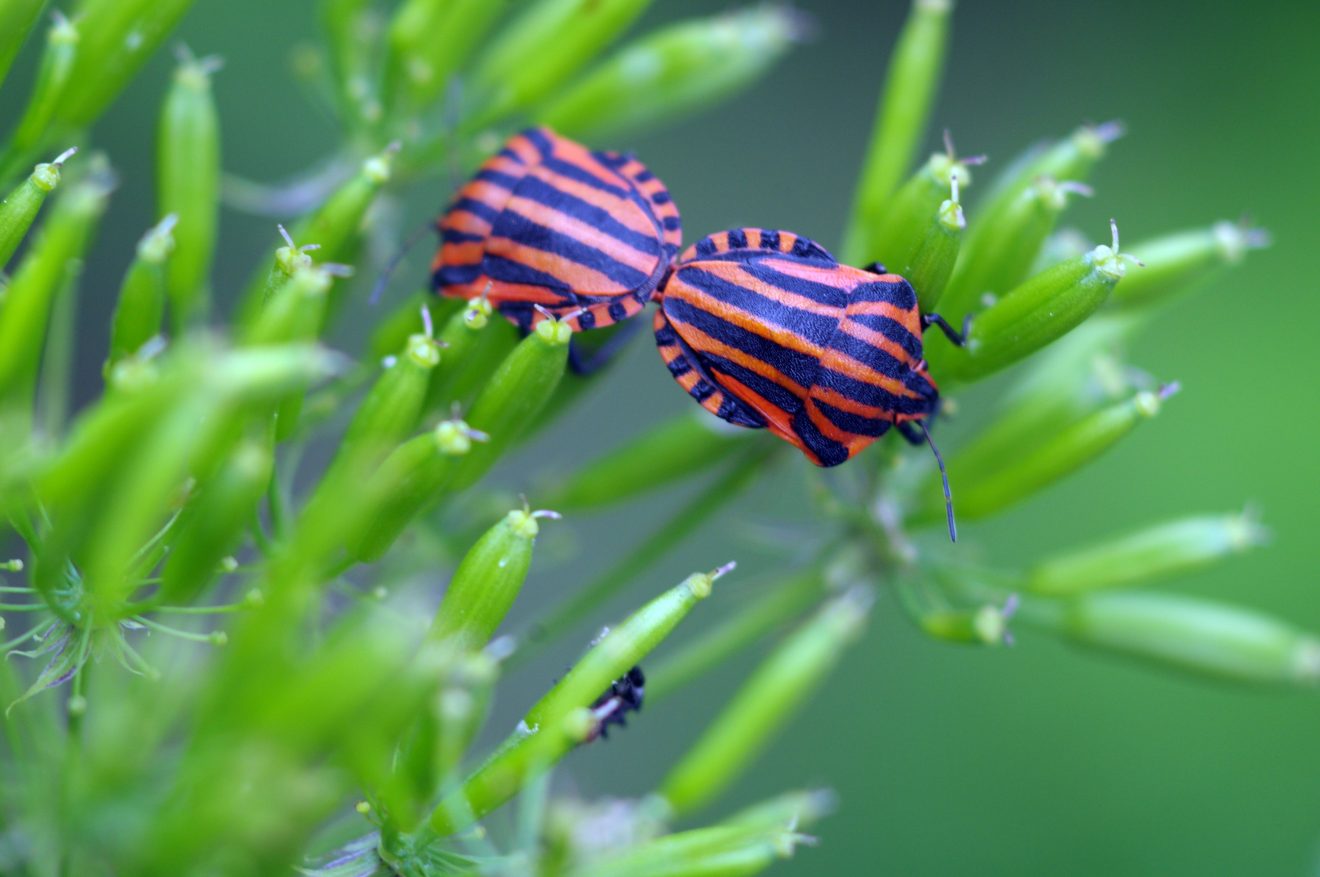 Fotowettbewerb "Schwarzwald unter der Lupe" 2018