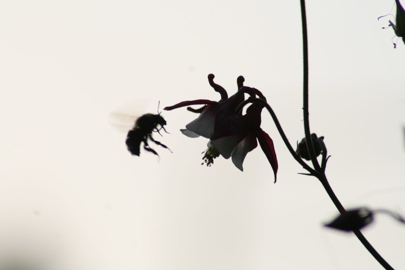 Fotowettbewerb "Schwarzwald unter der Lupe" 2018