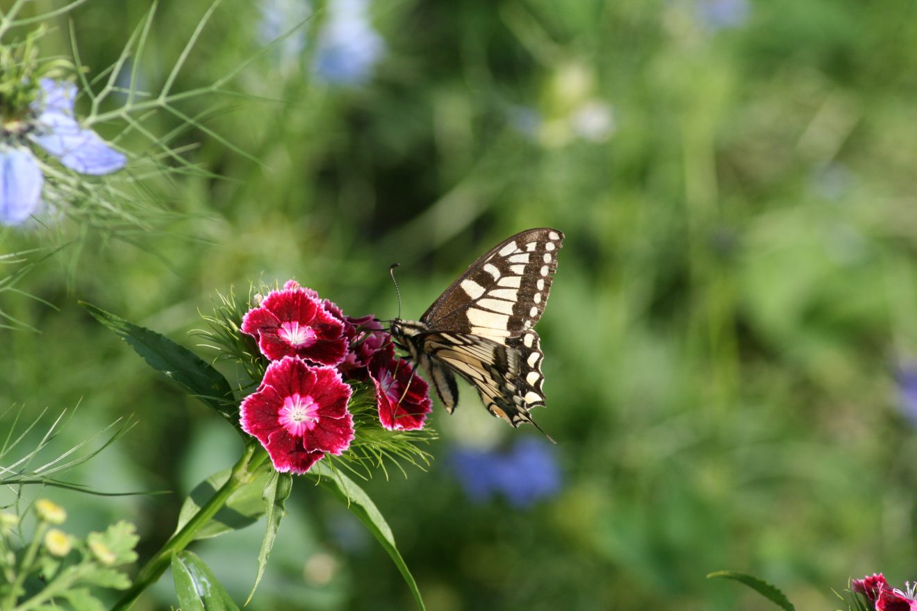 Fotowettbewerb "Schwarzwald unter der Lupe" 2018