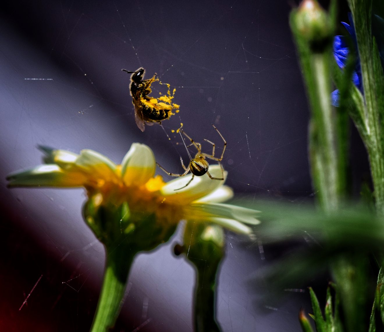 Fotowettbewerb "Schwarzwald unter der Lupe" 2018