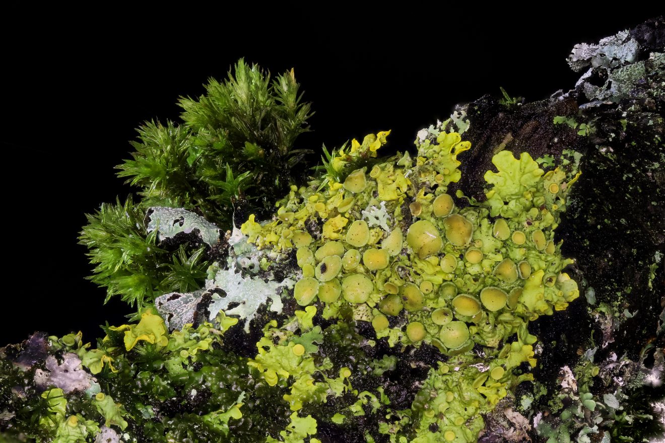 Fotowettbewerb "Schwarzwald unter der Lupe" 2018