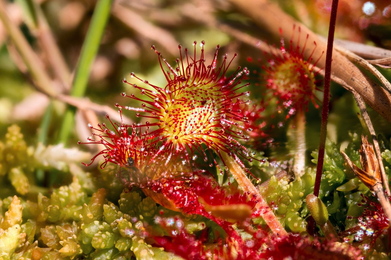 Fotowettbewerb "Schwarzwald unter der Lupe" 2018