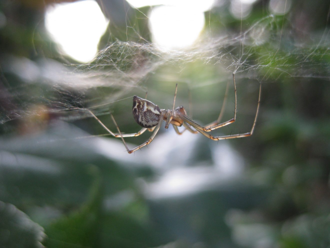 Fotowettbewerb "Schwarzwald unter der Lupe" 2018