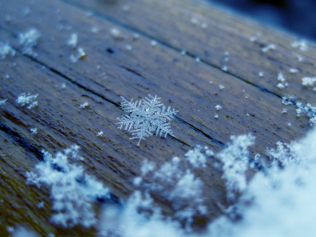 Fotowettbewerb "Schwarzwald unter der Lupe" 2018