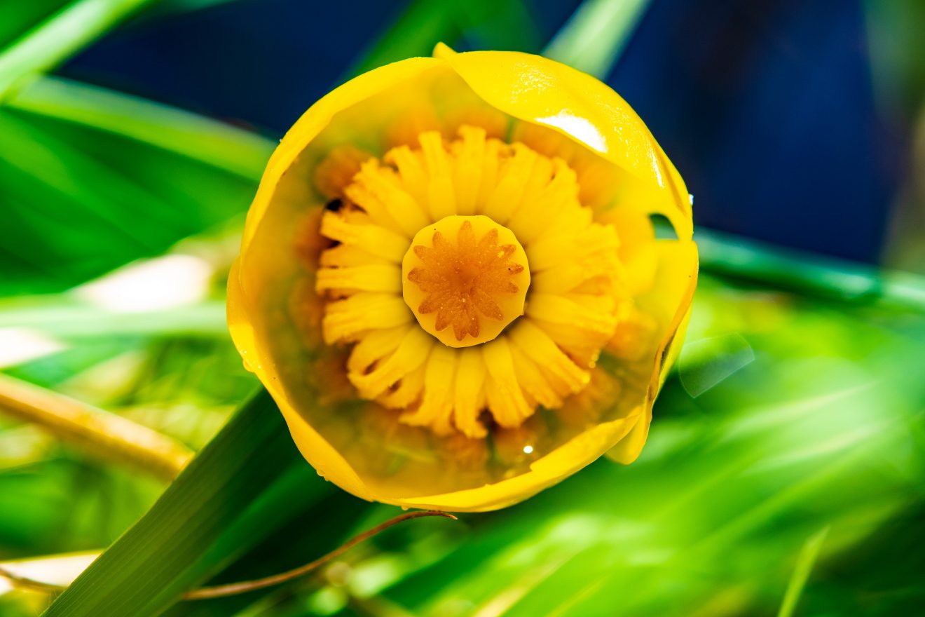 Fotowettbewerb "Schwarzwald unter der Lupe" 2018