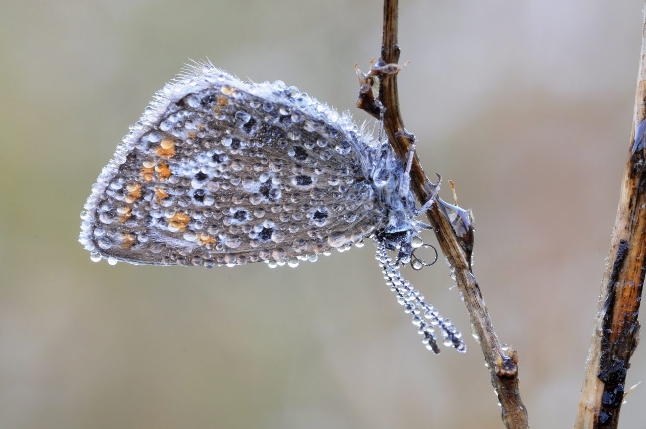 Fotowettbewerb "Schwarzwald unter der Lupe" 2018
