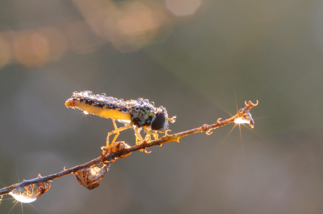 Fotowettbewerb "Schwarzwald unter der Lupe" 2018