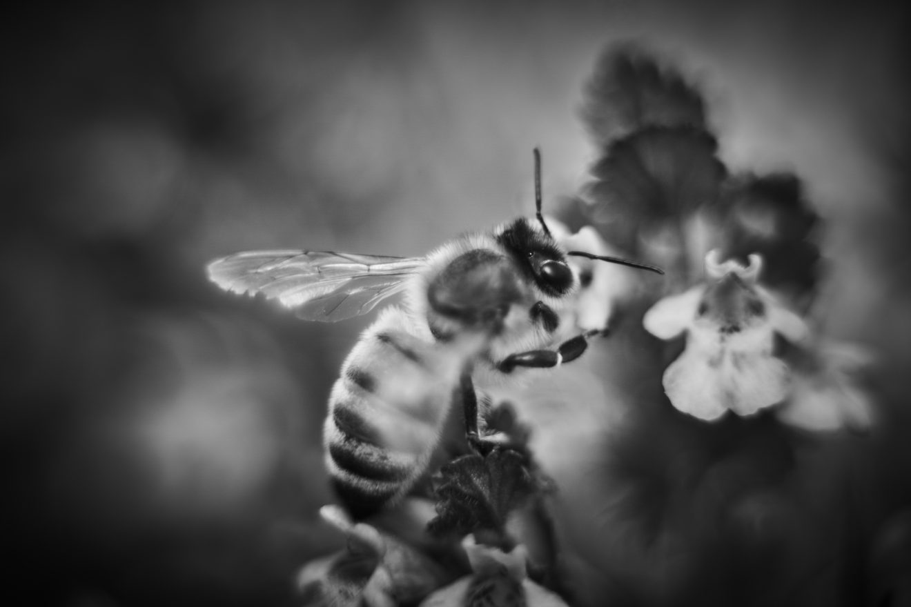 Fotowettbewerb "Schwarzwald unter der Lupe" 2018