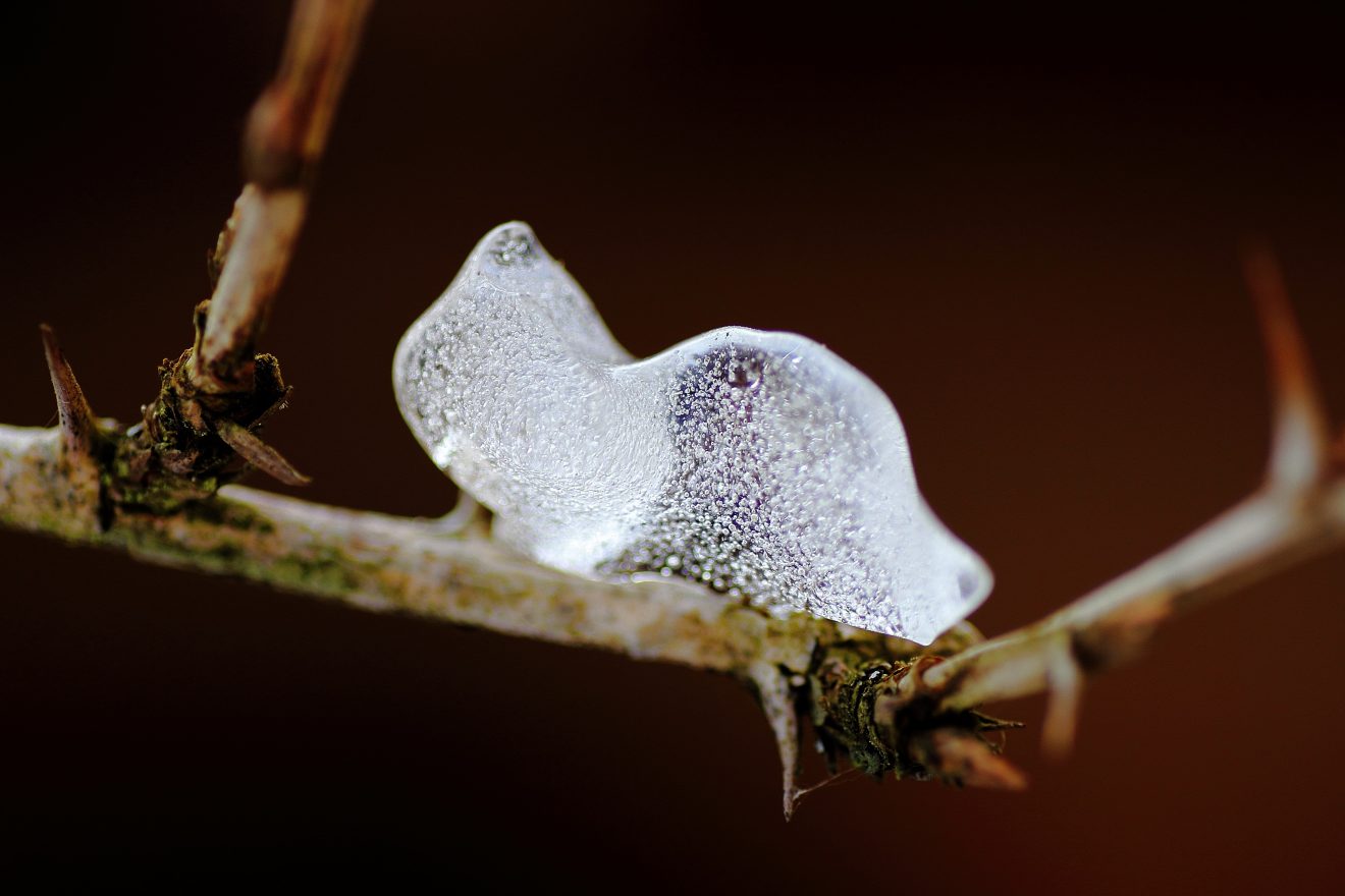 Fotowettbewerb "Schwarzwald unter der Lupe" 2018